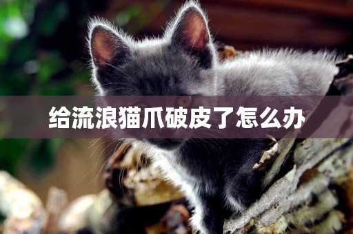給流浪貓爪破皮了怎么辦