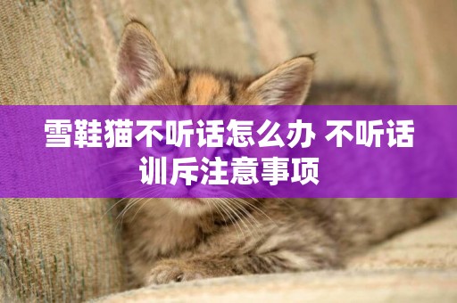 雪鞋貓不聽話怎么辦 不聽話訓斥注意事項
