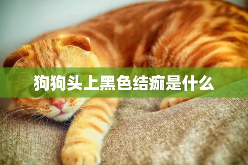 狗狗頭上黑色結痂是什么