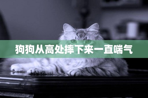 狗狗從高處摔下來一直喘氣