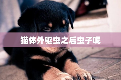 貓體外驅蟲之后蟲子呢