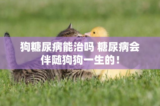 狗糖尿病能治嗎 糖尿病會伴隨狗狗一生的！