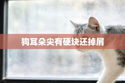 狗耳朵尖有硬塊還掉屑