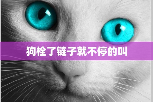狗栓了鏈子就不停的叫