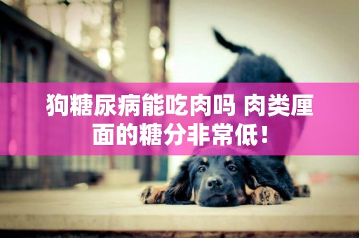 狗糖尿病能吃肉嗎 肉類厘面的糖分非常低！