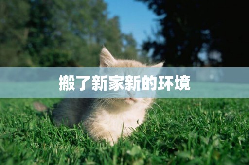 搬了新家新的環境