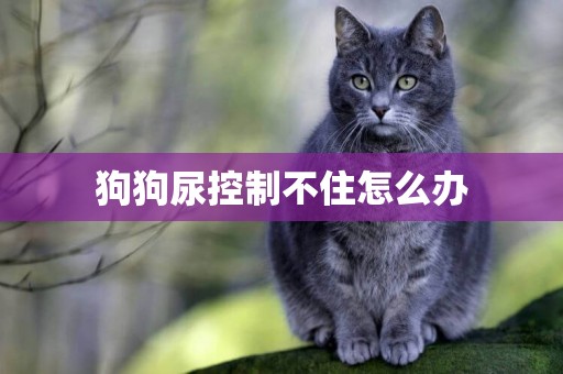狗狗尿控制不住怎么辦