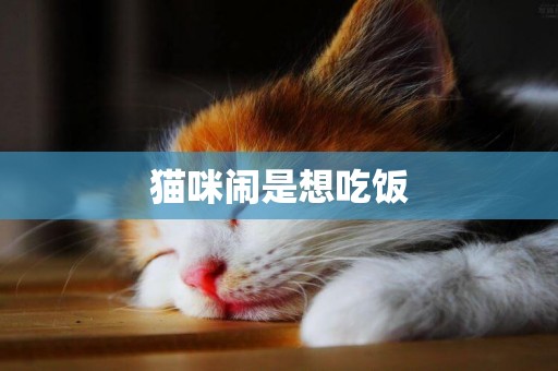 貓咪鬧是想吃飯