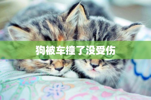 狗被車撞了沒受傷