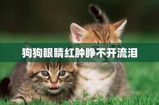 狗狗眼睛紅腫睜不開流淚