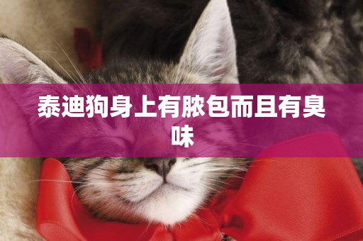 泰迪狗身上有膿包而且有臭味