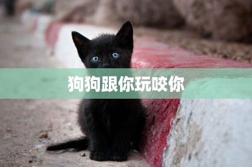 狗狗跟你玩咬你