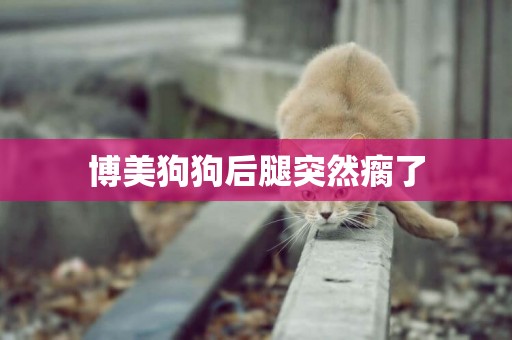 博美狗狗后腿突然瘸了