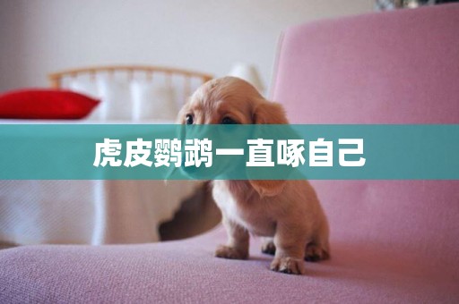 虎皮鸚鵡一直啄自己