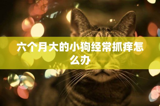 六個月大的小狗經常抓癢怎么辦