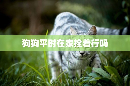 狗狗平時在家拴著行嗎