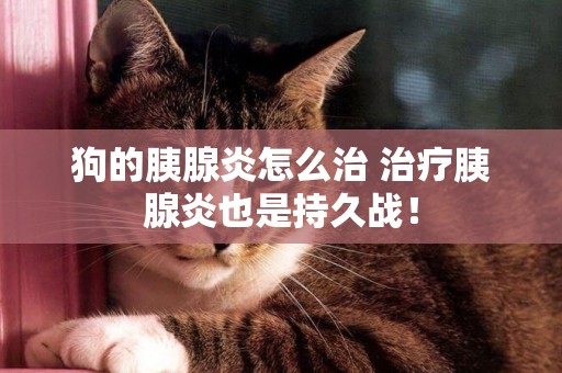 狗的胰腺炎怎么治 治療胰腺炎也是持久戰! 狗的胰腺炎怎么治 治療胰腺炎也是持久戰!
