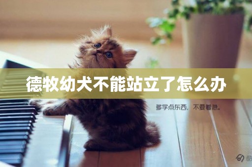 德牧幼犬不能站立了怎么辦