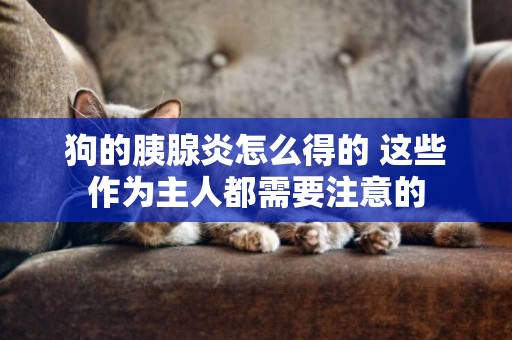 狗的胰腺炎怎么得的 這些作為主人都需要注意的