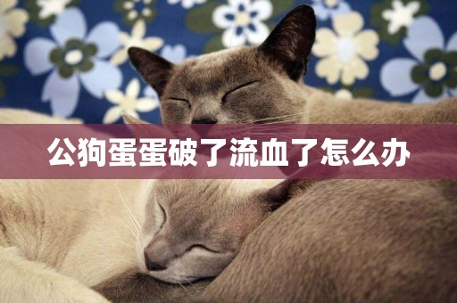 公狗蛋蛋破了流血了怎么辦