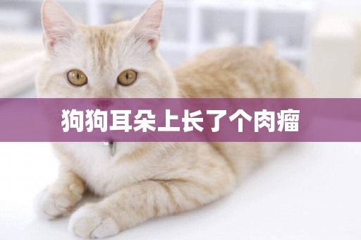 狗狗耳朵上長了個肉瘤
