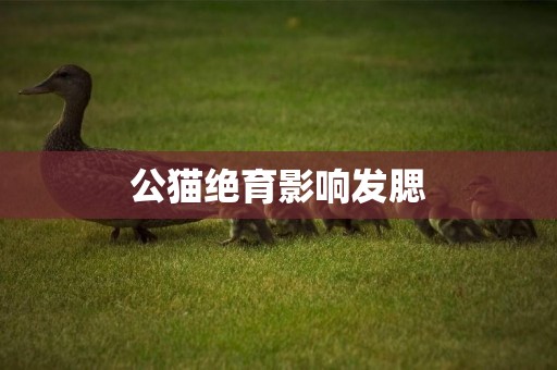 公貓絕育影響發腮