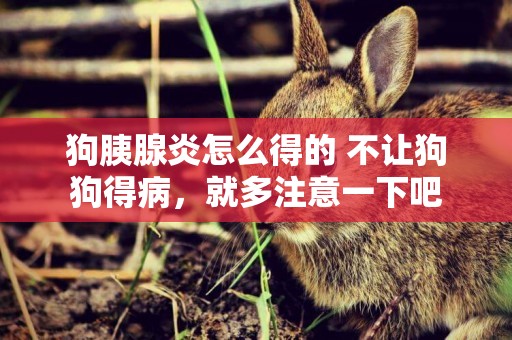 狗胰腺炎怎么得的 不讓狗狗得病，就多注意一下吧