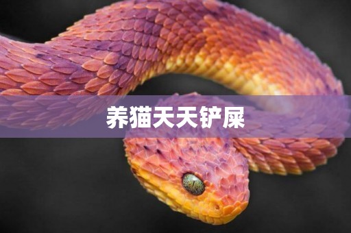 養貓天天鏟屎