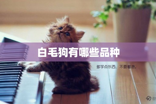 白毛狗有哪些品種