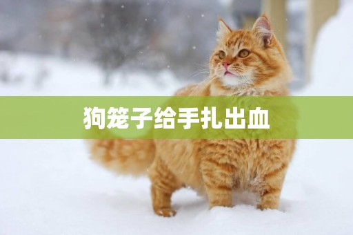 狗籠子給手扎出血
