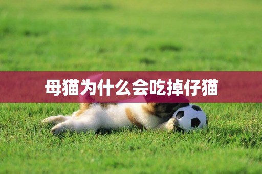 母貓為什么會吃掉仔貓