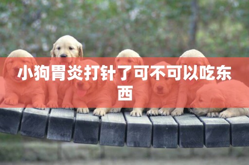 小狗胃炎打針了可不可以吃東西