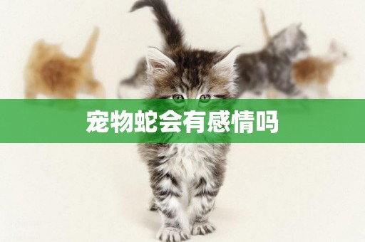 寵物蛇會有感情嗎