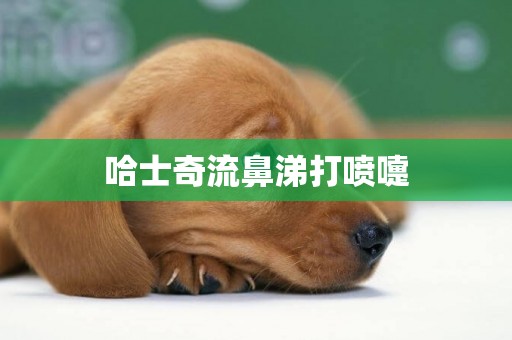 哈士奇流鼻涕打噴嚏