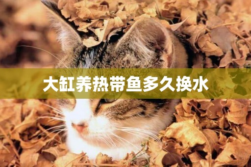 大缸養熱帶魚多久換水