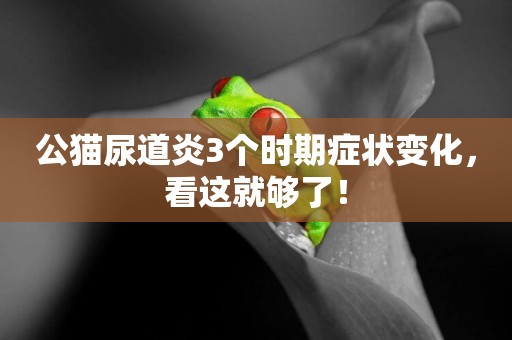 公貓尿道炎3個時期癥狀變化,看這就夠了! 公貓尿道炎3個時期癥狀變化,看這就夠了!