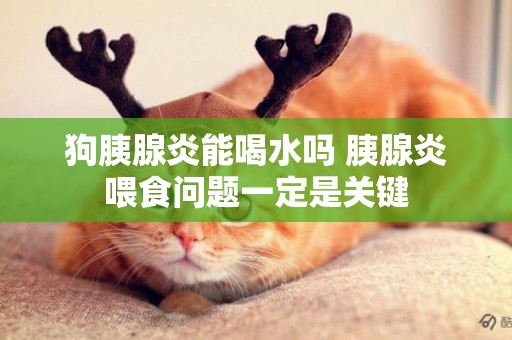 狗胰腺炎能喝水嗎 胰腺炎喂食問題一定是關鍵