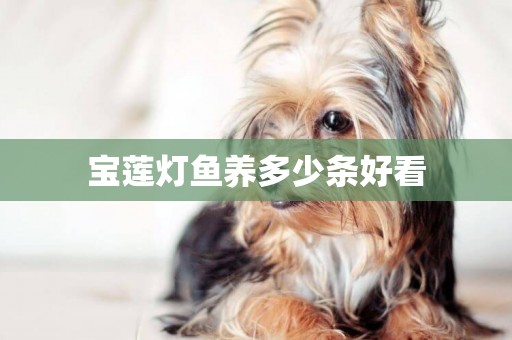 寶蓮燈魚養多少條好看