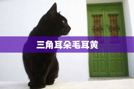 三角耳朵毛耳黃