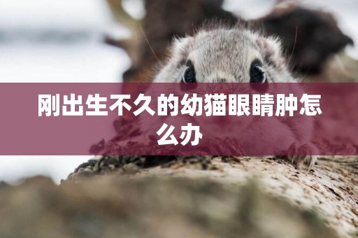 剛出生不久的幼貓眼睛腫怎么辦