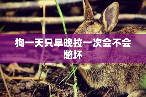 狗一天只早晚拉一次會不會憋壞
