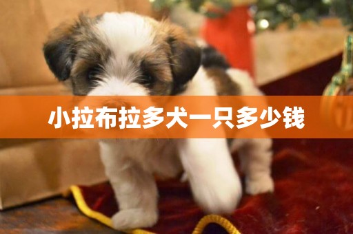 小拉布拉多犬一只多少錢