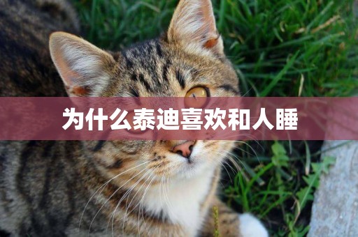 為什么泰迪喜歡和人睡