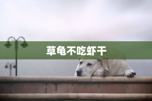草龜不吃蝦干