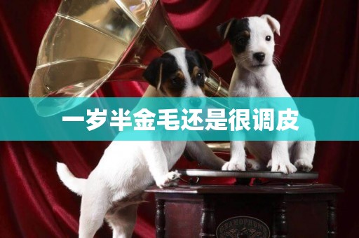 一歲半金毛還是很調皮