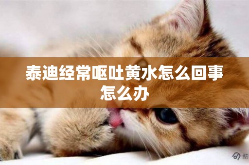 泰迪經常嘔吐黃水怎么回事怎么辦