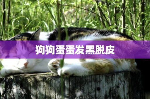 狗狗蛋蛋發黑脫皮