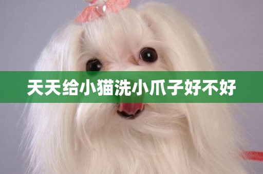 天天給小貓洗小爪子好不好