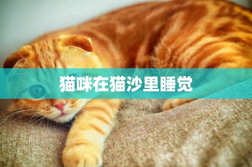 貓咪在貓沙里睡覺
