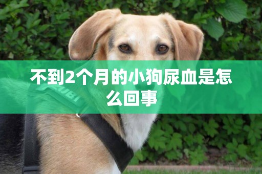 不到2個月的小狗尿血是怎么回事